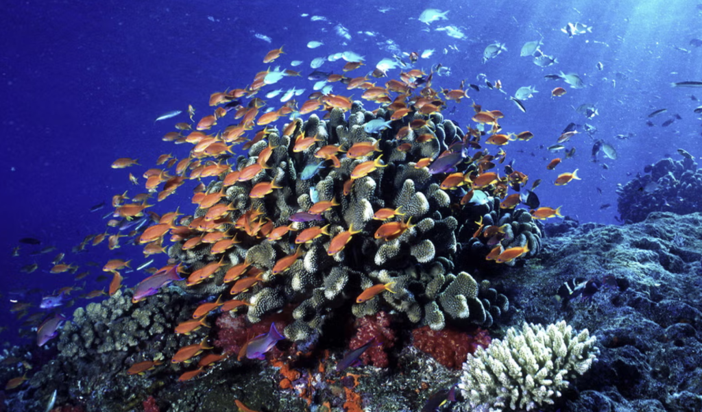 50 countries pledge to protect at least 30% of world’s land and oceans by 2030