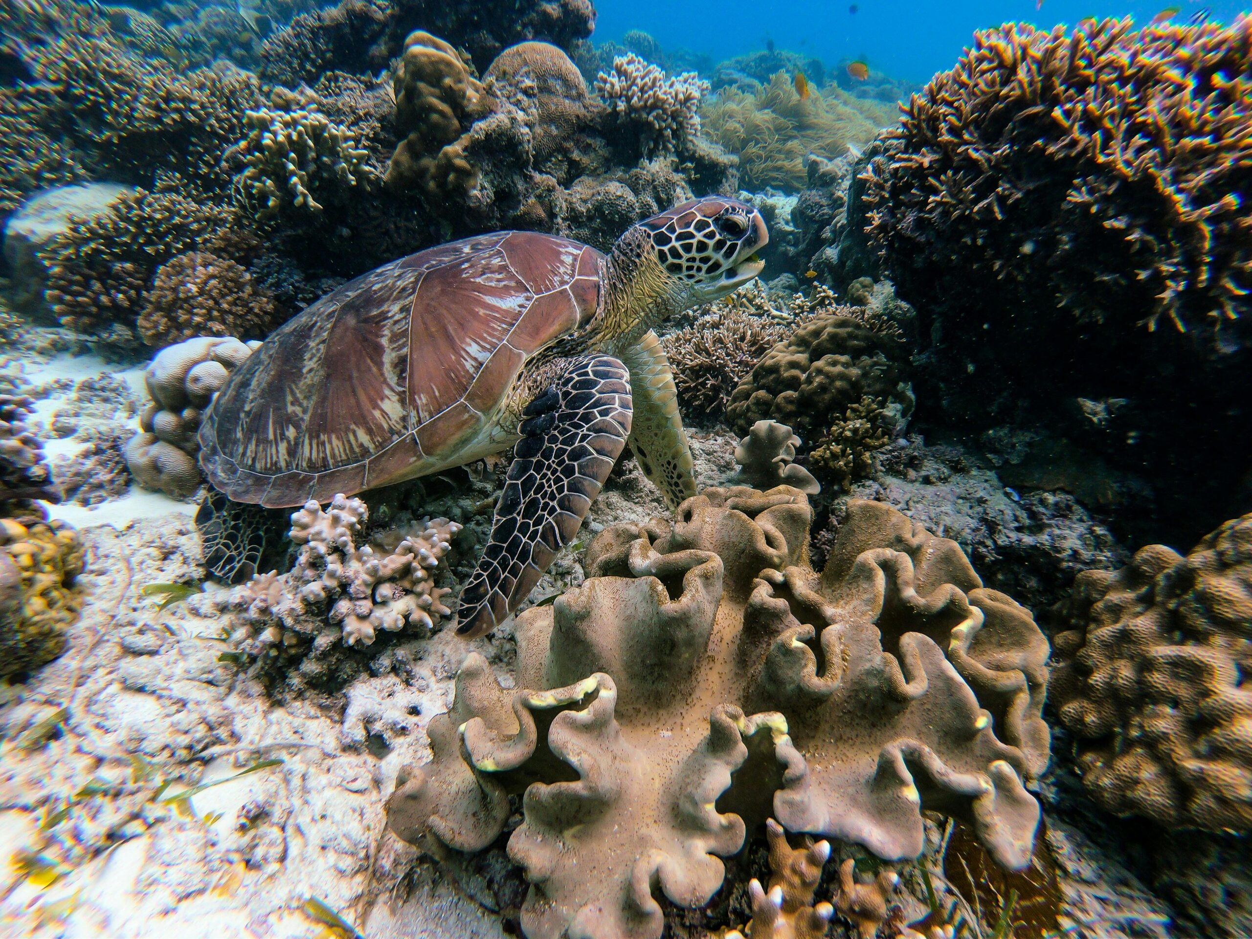 Drive for goal to protect 30% of planet by 2030 grows to 50 nations
