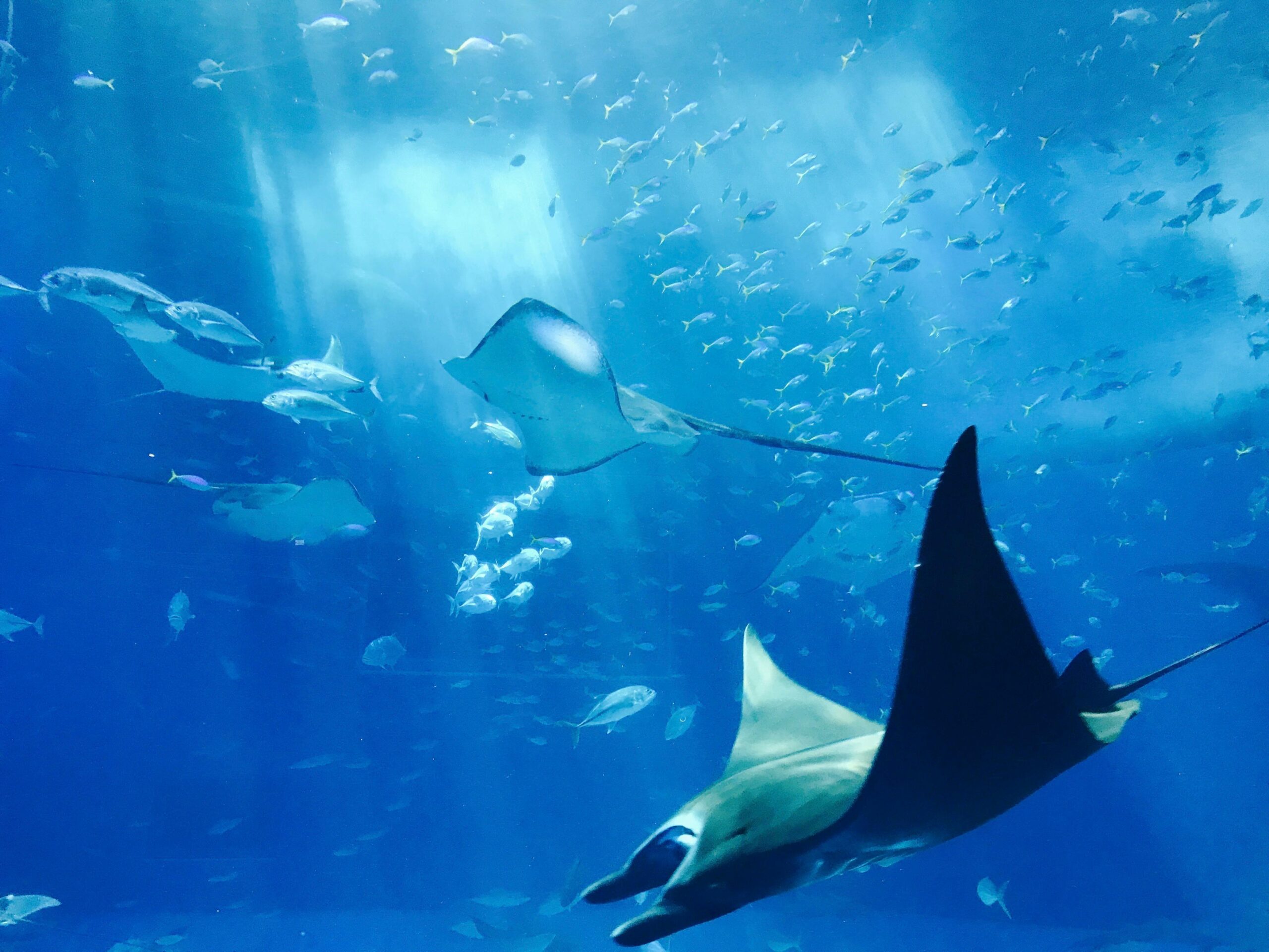New Friends of Marine Protected Areas Group Launched at UNOC 2025