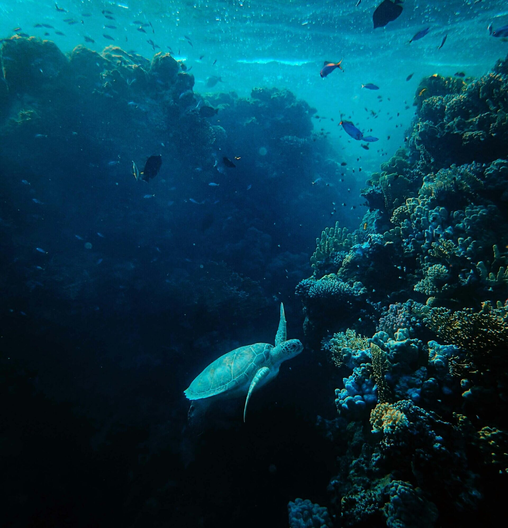 Rapid Deployment Mechanism